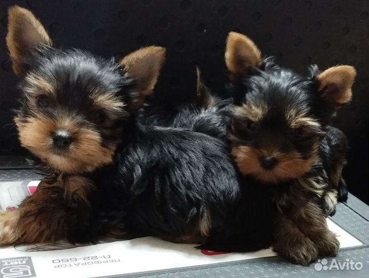Йоркширский терьер щенки
