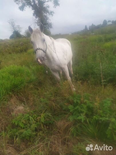 Продам кобылу цена 120000