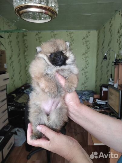 Немецкий шпиц вязка