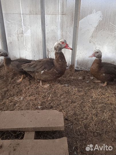 Семья индоуток