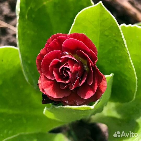 Саженцы Примула ушковая махровая в горшке доставка