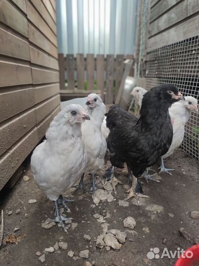 Куры молодки Амераукана, Ухейилюй и другие