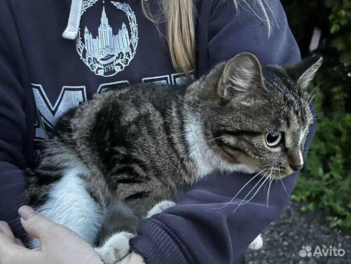 Ищет дом кошка мраморного окраса