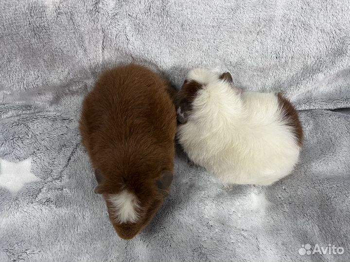 Морские свинки американский тедди девочки