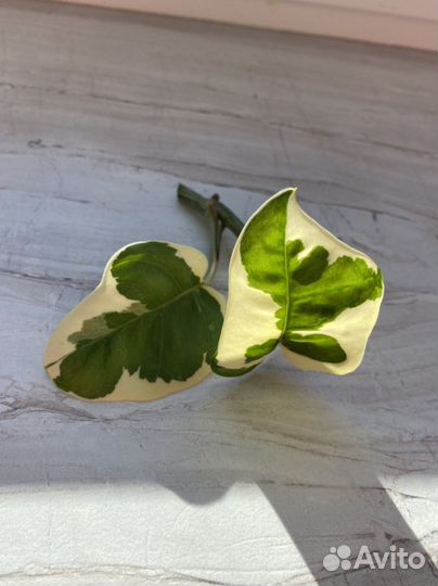 Эпипремнум энджой