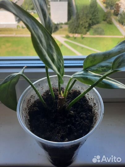 Аглаонема Green Lagy или Treiba