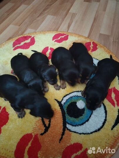 Щенки таксы