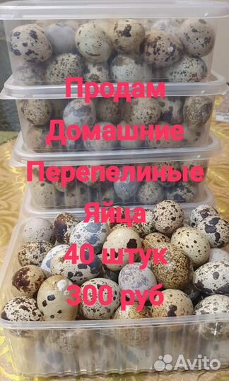 Бронь цыплята перепела