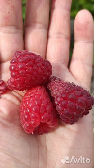 Ремонтантная малина