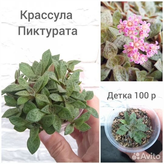 Суккуленты