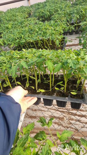 Рассада томатов