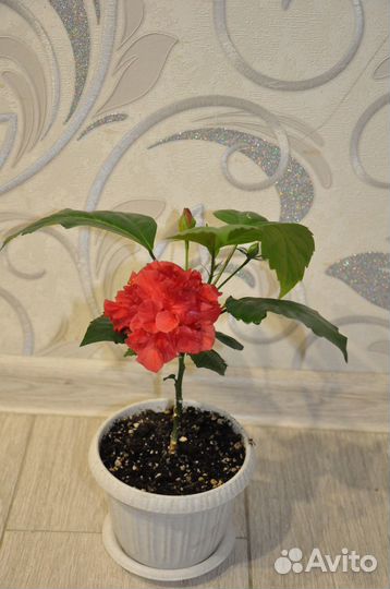 Гибискус (китайская роза)