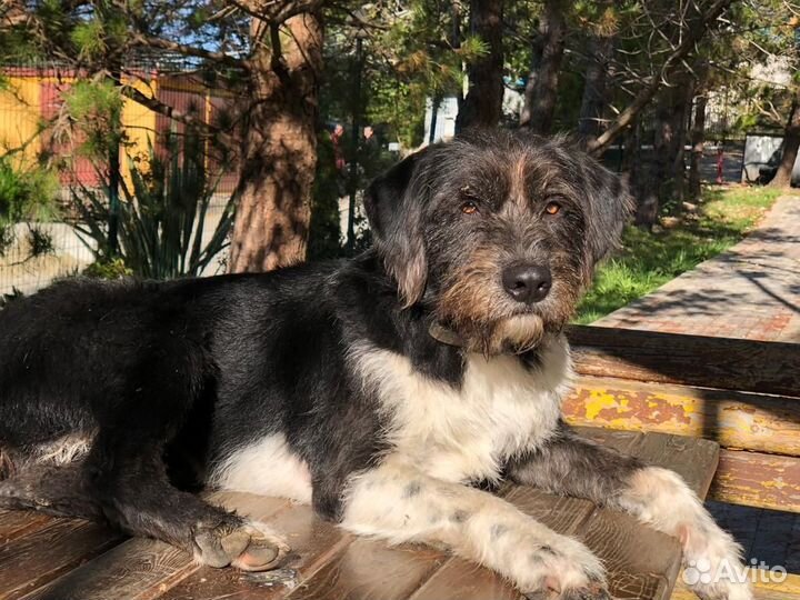 Собаки бесплатно