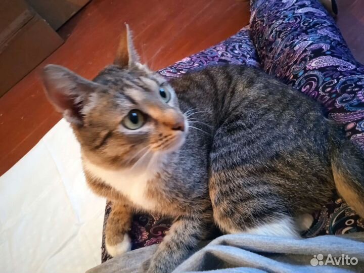 Самая ласковая кошка на свете