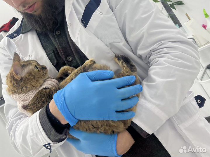Ветеринарный врач на дом круглосуточно эвтаназия