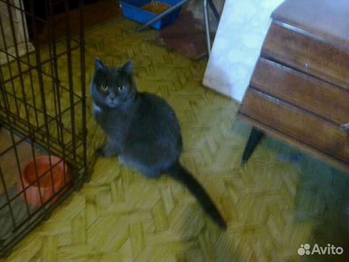 Отдам в добрые руки