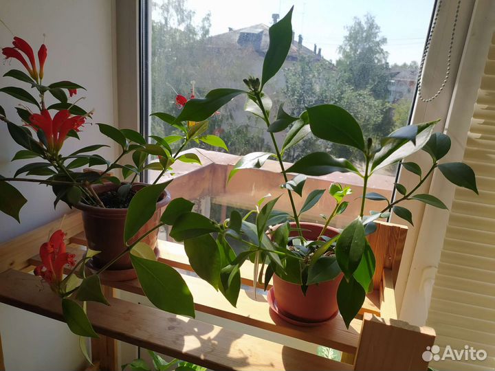 Эсхинантус