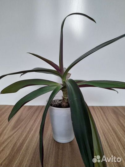 Рео. Комнатный цветок