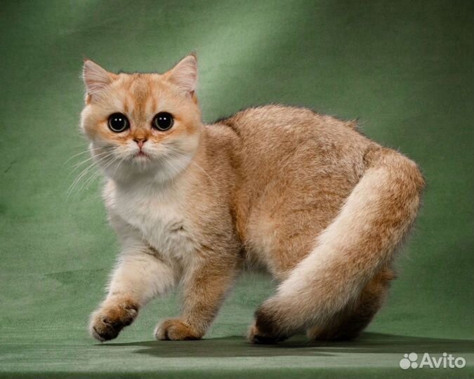 Британский плюшевый мальчик