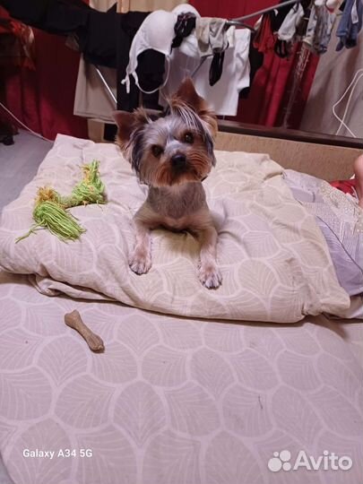 Ищем девочку