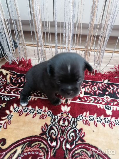 Щенки бесплатно