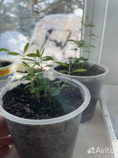 Растения и деревья