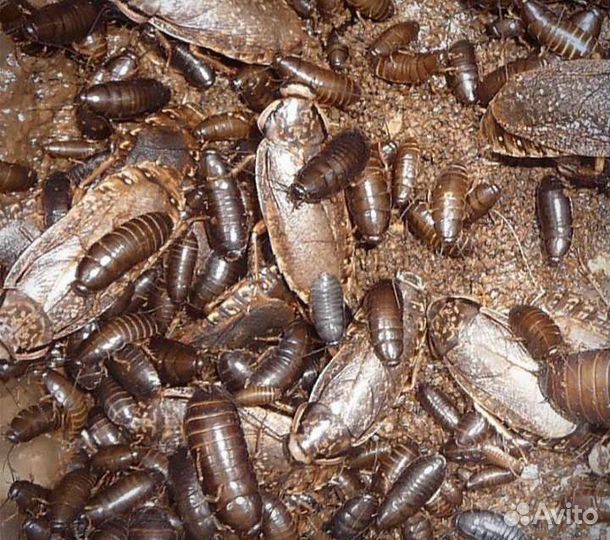 Мраморные тараканы