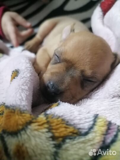 Собака щенок мини той терьер