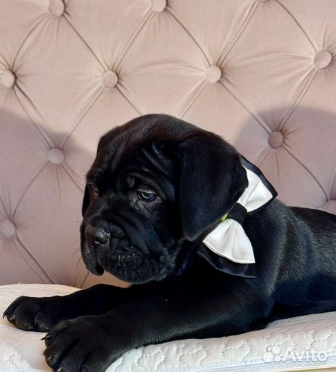 Щенки кане-корсо