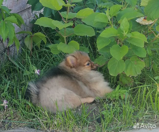 Щенки шпица