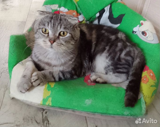 Кот в добрые руки