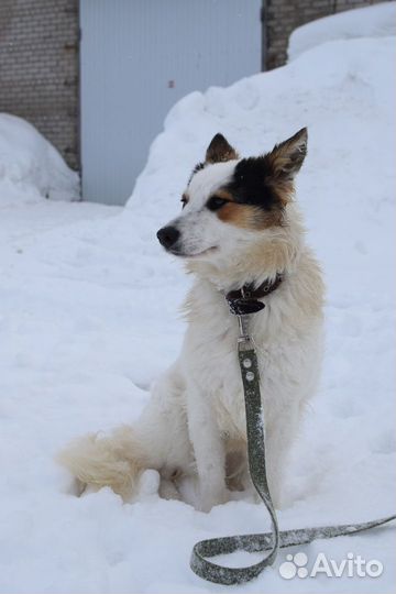 Собака в добрые руки