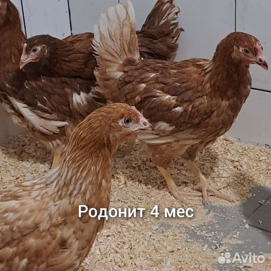 Куры несушки