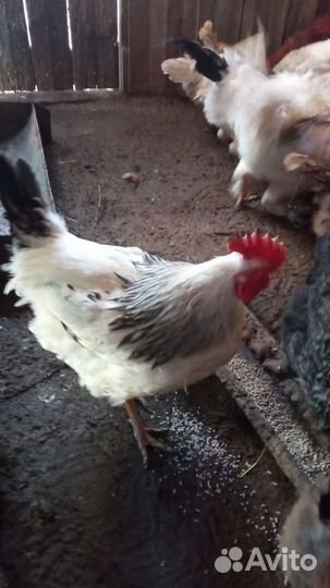 Петухи брама, кучинский