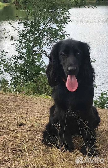 Спаниель ищет подружку