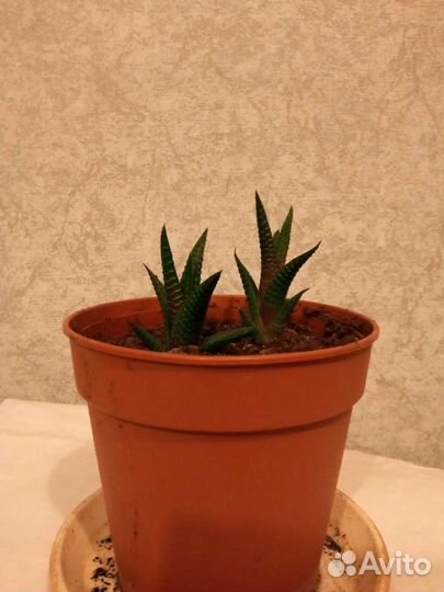 Цветы комнатные