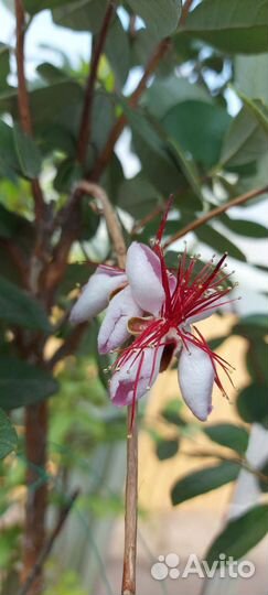 Фейхуа, фейхоа плодовая экзотика