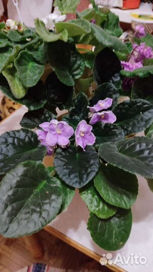 Кашпо с фиалками