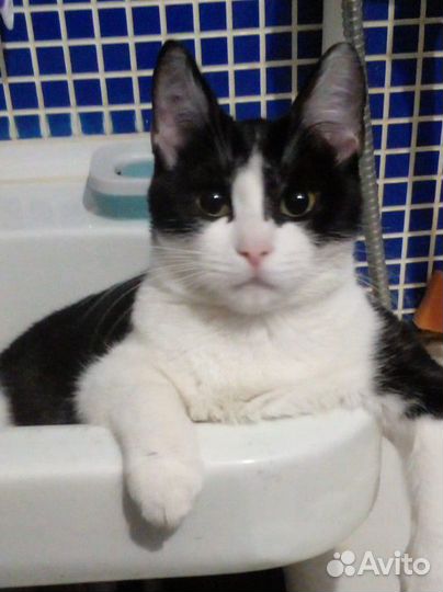 Кошка в добрые руки бесплатно