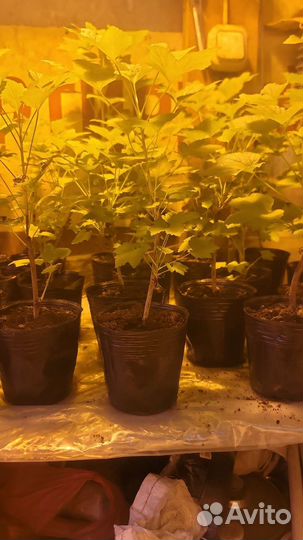 Смородина красная голландская