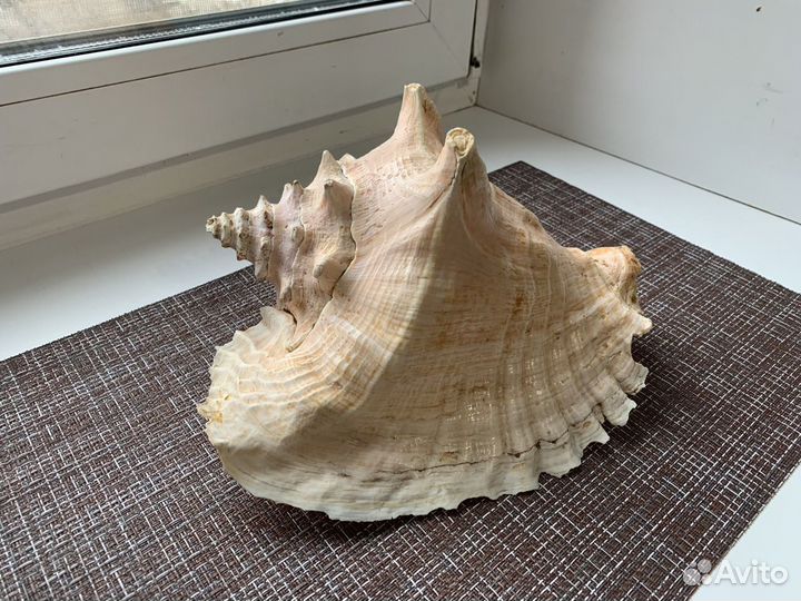 Раковина морская