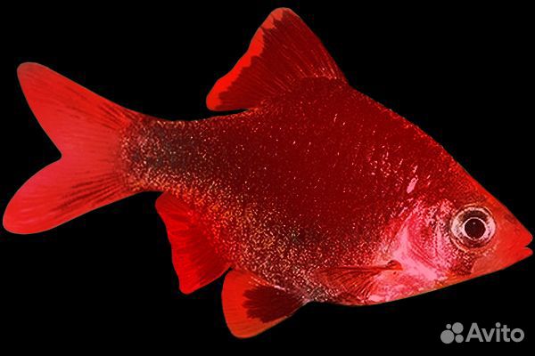 Аквариумные рыбки