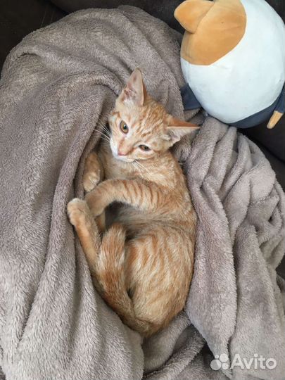 Кошечка в добрые руки