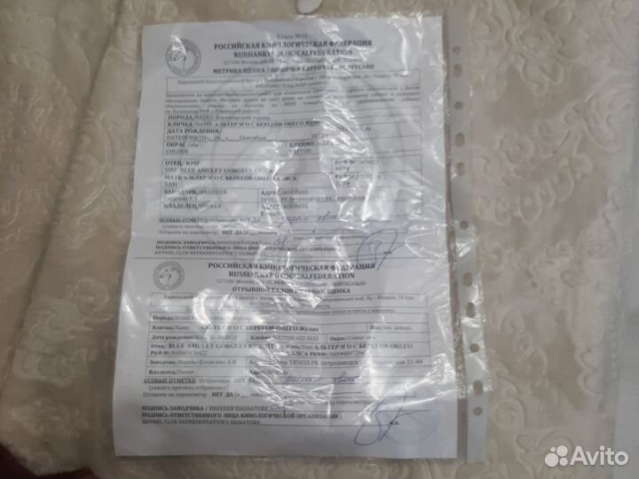 Ерширский терьер