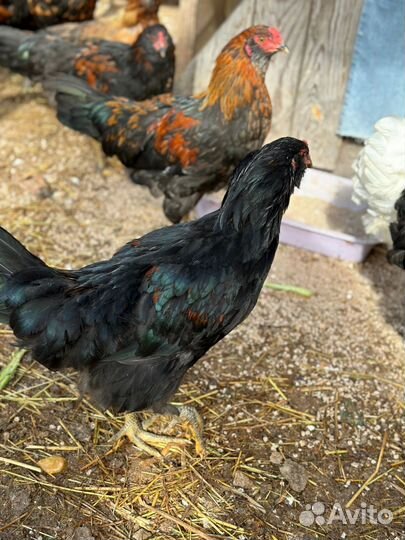 Петух Маран