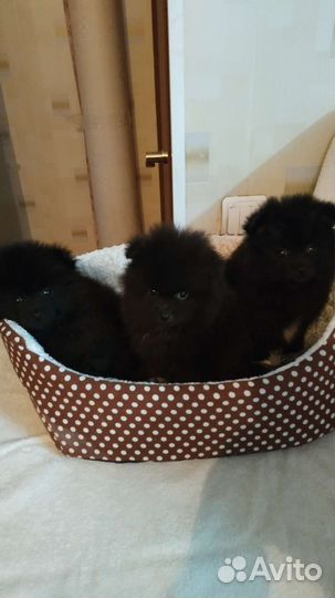 Щенки шпица