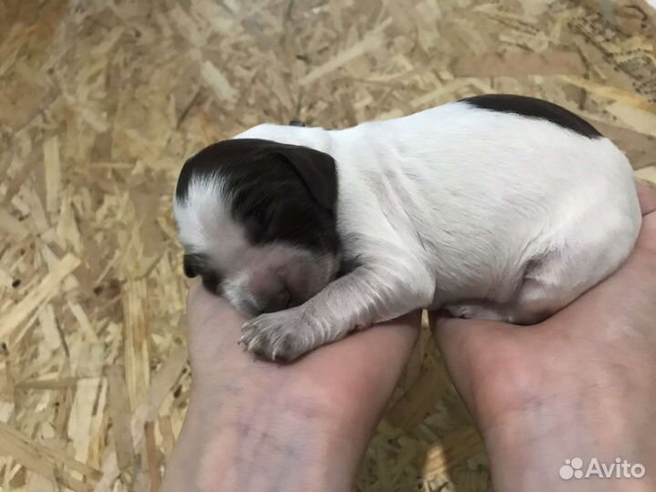 Русский охотничий спаниель