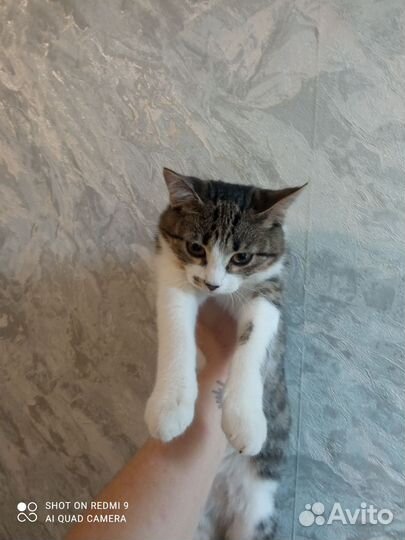 Отдам котенка