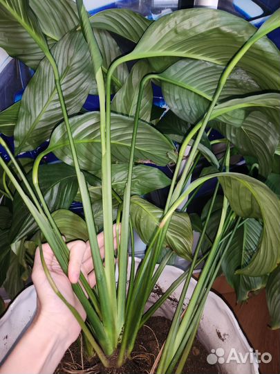 Спатифиллум крупнолистный