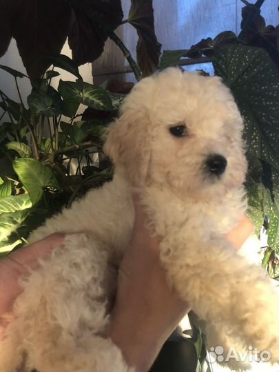 Щенки той пуделя девочка